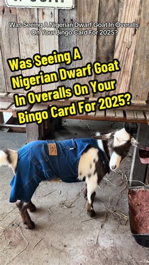Nigerian Dwarf Goat in Overalls: Your 2025 Bingo Card