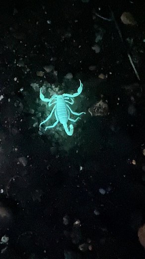 1.1K views · 56 reactions | Rock hounding at night and found a scorpion with a UV light!. Look how well he blended into the sand. #Geology #Scorpion #InTheDesert #Night #Rockhound. #rock | Elley Knows Rocks | Facebook
