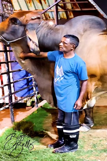 1400 kg american brahman bull from Brownie's Ranch | Biggest Bulls Photography