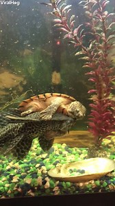 1.4M views · 5.1K reactions | Who knew turtles were so good at underwater rodeo?  | ViralHog | Facebook