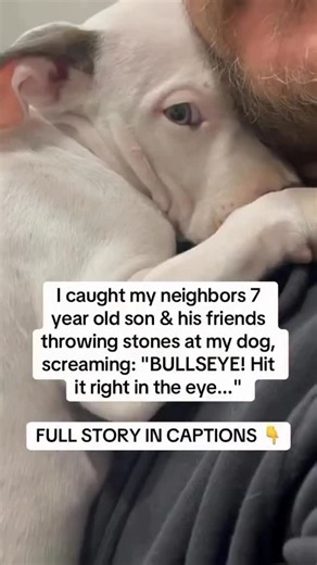 Home Land Rescue | My neighbor’s 7-year-old and his friends threw stones at my dog Charlie—screaming ‘BULLSEYE!’ He came in with both eyes swollen shut,... | Instagram