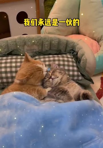 Heartwarming Cat Bonding Moments Unveiled