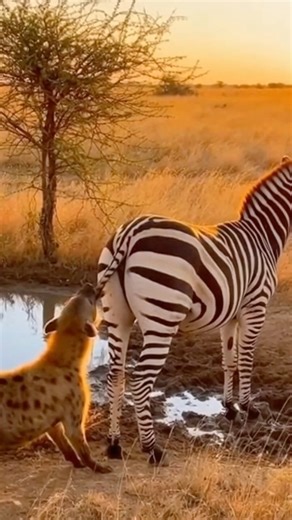 How Will This Train Save the Zebra From a Hyena?!
