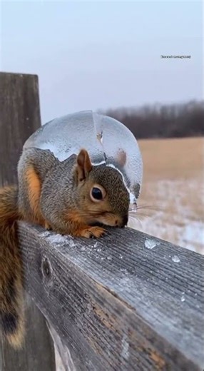 SHOCKING Squirrel Rescue from ICY Grip #animals #wildlife #shortsfeed