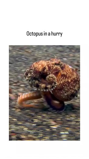 👁️ on Instagram: "The post shares a viral video of a short-arm octopus (likely Amphioctopus spp.) rapidly traversing the seafloor in bipedal fashion, using two rear tentacles for propulsion while tucking the others, evoking a hurried "walk" to escape predators. It quotes a December 2025 post on the Dumbo octopus (Grimpoteuthis), which glides via ear-like fins, underscoring cephalopod diversity: jet propulsion for speed versus flapping for buoyancy in deep waters. Observations from NOAA expediti