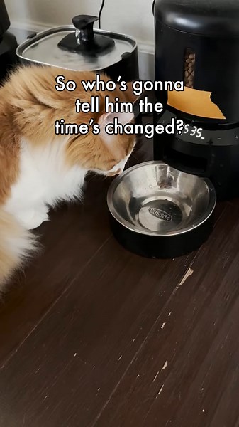 Cats can’t tell time, but they can tell if you don’t feed them on time. Are you adjusting your cat’s feeding to the time change? Let us know what your plan is in the comments below. ⏰ #DaylightSaving #catlovers #petlover #goodboy #cuteness #fallleaves #unconditionallove #lovethem #kittiesoftiktok #catwalk #petlife #cuddles #gatitos #furryfriends #caturday #worldsbestcatlitter #worldsbestcat #worldsbest #catlitter #litter