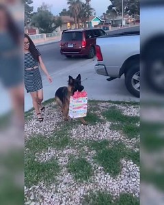German Shepherd Dog Show on Reels
