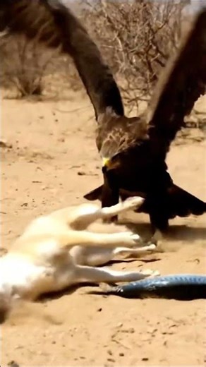 Eagle Dive and the Fox's Comical Reaction on Ground