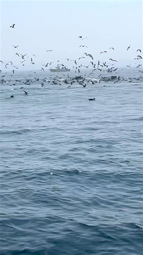 1.7M views · 59K reactions | Whales off of Chatham, Massachusetts - Cape Cod Cape Cod, Massachusetts | Cape Cod, Massachusetts | Facebook