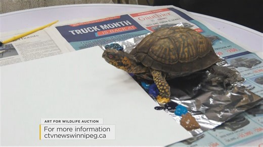 Unique Art by Elliot the Eastern Box Turtle