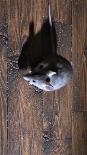 Mouse for Cats to Play! #catgames