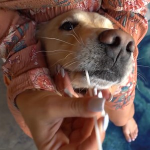 We DNA TESTED our dogs... 👀 #dogs #funnyanimals #goldenretrievers | TmarTn