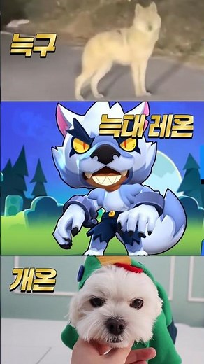 WOLF vs WOLF LEON vs DOG LEON