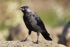 Jackdaw