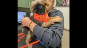 67 reactions · 3 comments | "PRECIOUS PETER" - Adorable Yorkie now...
