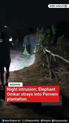 9.7K views · 62 reactions | THE GOAN | Night intrusion #ElephantOmkar strays into #Pernem plantation #Goa #News #Elephant #Wildlife | The Goan | Facebook