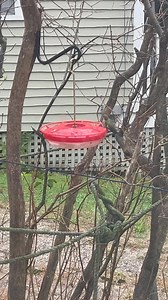 We still have a hummer hanging around!! | Jeremy Sherman
