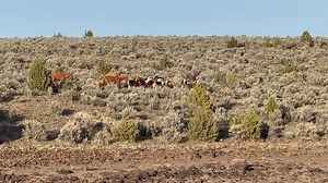 190K views · 4.1K reactions | For those interested in wild horse behavior- band stallion of Oregon known as Nevada, moving his band to water by “snaking” (head down, neck outstretched and pinned ears) to move an individual or the whole band forward. #behavior #mustang #wildhorses #canonwildlifephotography Mustang Meg | Wild Horses | Facebook
