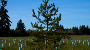 Want a free tree? City of Spokane to give out 500 free trees this fall