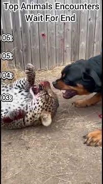 UNBELIEVABLE Animal Moments! 😱 Most Dangerous Encounters!