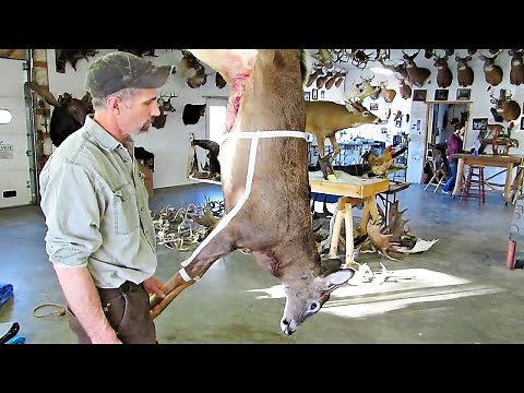 HOW TO CAPE A DEER FOR A SHOULDER MOUNT. GO FOR IT!!!