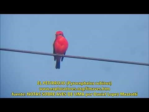 THE ROBIN (Pyrocephalus rubinus)
