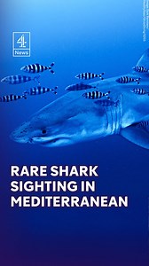 Divers have recorded what they believe is the first underwater footage of a great white shark in the Mediterranean in waters between Sicily and Tunisia. The divers were at the site of a ship wreck removing discarded fishing which trap marine life, when they spotted the shark. Marine experts have described the sighting as highly unusual and scientifically valuable. #GreatWhite #Mediterranean #Sicily #Shark #C4News