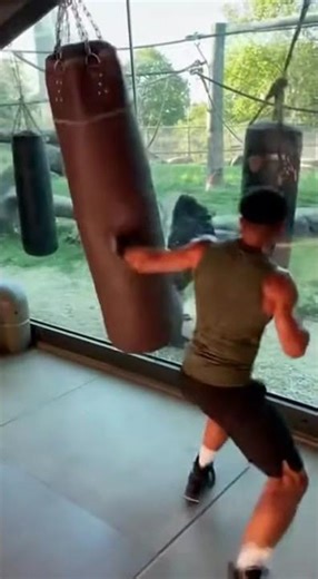 Gorilla vs Boxer: Insane Punching Power at the Zoo 🥊🦍
