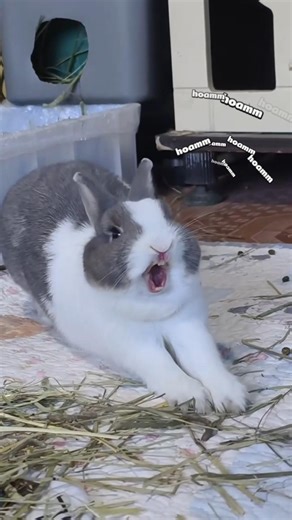 Stretching, eating, and sleeping ✨ #bunny #cutebunny #pets #adorable