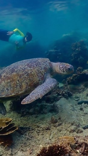 61 reactions · 13 shares | Cape Je Ta Kang is a snorkeling dream on...