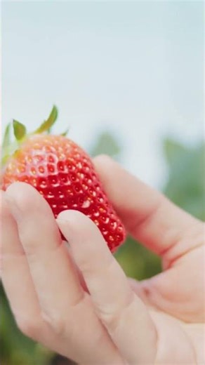 Fresh Red Strawberry Harvest 🍓 | Farm to Table Amazing View #Shorts#Strawberry