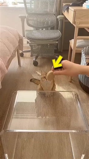 😱ఈ cat iq test పెడతారు👀#youtubeshorts #shorts