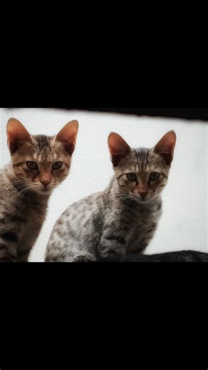 @_offxvhs on Instagram: "Those eyes! ✨ I think I've just been put under a double-cat-spell. Seriously the most beautiful little tabbies I've ever seen. What would you name them? 👇 . . . . . . . #FYP #ForYouPage #ExplorePage #ViralVideo #Trending #MustSee #CatLover #KittenLove #Catstagram #FelineFriends #PetsofInstagram #CuteKittens #TabbyCat #AdorableAnimals #CuteMoments #CutenessOverload #CatEyes #AestheticVibes #GoodVibes #AnimalLovers"