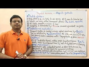 Endocrine Gland (Part- 13) = Steps Involved in The Synthesis of Thyroid Hormones | Endocrinology