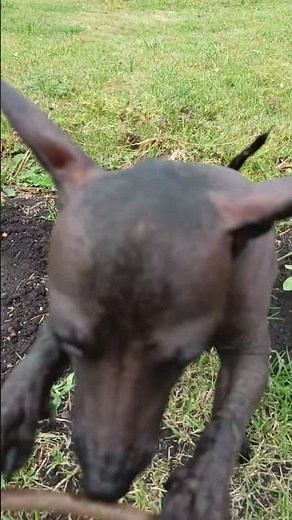Two Xolos proving hairless dogs are the sweetest #adorable #dogs #rare