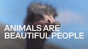 Animals Are Beautiful People - Apple TV