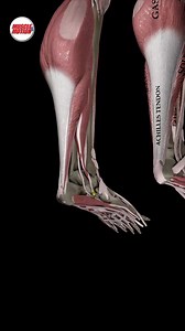 Reinventing the Way You Learn Movement Anatomy!🔍 From complex concepts to stunning 3D animations, we make learning the human body engaging and easy to understand. 🎥 See Our 3D Animation in Action – Flexor Digitorum Longus! This deep muscle plays a vital role in foot mechanics and movement: ✔️ Plantar flexes toes 2-5 ✔️ Assists in ankle plantar flexion ✔️ Supports foot inversion 🌟 Explore the Muscle and Motion App Family! 🌟 Whether you're a personal trainer, physiotherapist, fitness enthusias