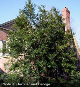 Foster's No. 2 Holly