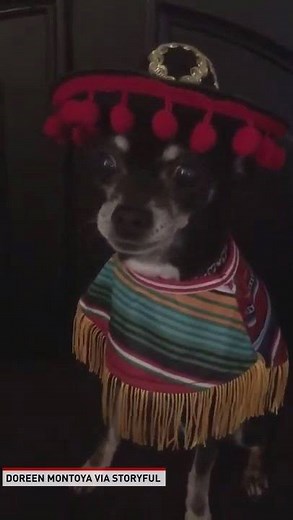 136K views · 4.9K reactions | A tiny chihuahua from New Mexico showed off his singing skills in a video shared to Facebook on March 7. | The National Desk - TND | Facebook