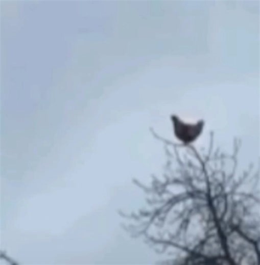 Faaaaaaaaaaaaaaaaaaaaaah!!!!!!!!! #meme #dog #scream