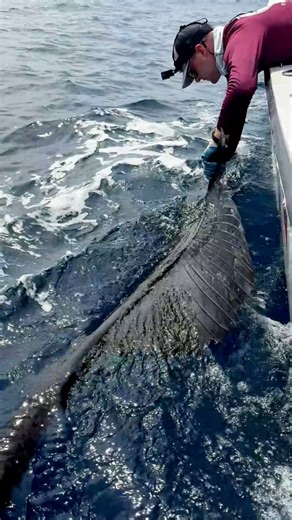 3K views · 42 reactions | Sailfish fishing at the darien lodge Darien Lodge | Fish Colombia | Facebook