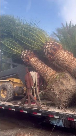 How a Canary Date Palm should be trimmed