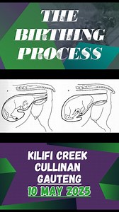 7.2K views · 39 reactions | !!10 May 2025- Kidding (lambing) time...