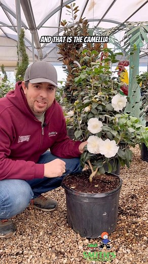 1.2K reactions · 110 shares | Ranking as one of the best flowering shrubs, Camellias were named the queen of the winter flowers. #smithsgardentown #camellias #shadeplants #landscapeplants #plantsoftiktok #evergreenshrub #gardensuperstore #wichitafallstx #ForYouPizza | Smith's Gardentown | Facebook