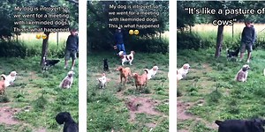 In case you were curious, introverted dogs are just as awkward in groups as humans