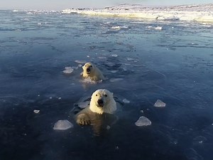 4M views · 77K reactions | When these polar bears discovered a drone was watching them, they decided to give chase through the ice ❄️ | LADbible | Facebook