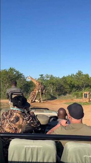 Two Giant Giraffes Fighting for Dominance | Rare Wildlife Moment