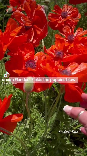 IN FLANDERS FIELDS🌺 By John McCrae In Flanders fields the poppies blow Between the crosses, row on row, That mark our place; and in the sky The larks, still bravely singing, fly Scarce heard amid the guns below. We are the Dead. Short days ago We lived, felt dawn, saw sunset glow, Loved and were loved, and now we lie, In Flanders fields. Take up our quarrel with the foe: To you from failing hands we throw The torch; be yours to hold it high. If ye break faith with us who die We shall not sleep,