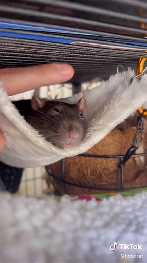 A sleepy good morning from miss Vegemite to you 🥰 #ratsboggling #whydoratsboggle #pettingrats #playingwithrats #hotelrat