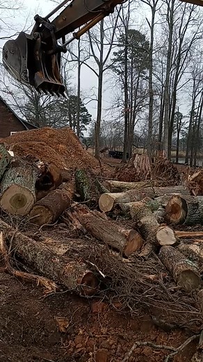 Large Excavator Handling Tree Logs in Forest